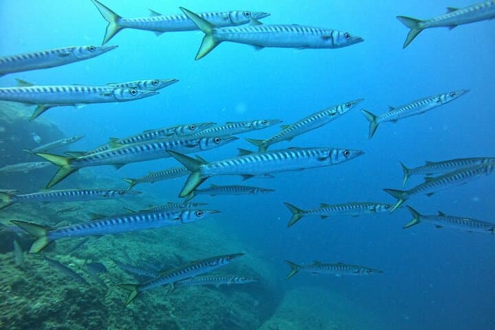 Baptism of the Sea: Introductory Scuba in La Maddalena Archipelago photo 4