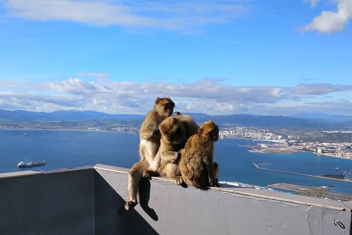 Private Gibraltar Rock Tour: Monkeys, Caves & Skywalk from Cádiz photo 3
