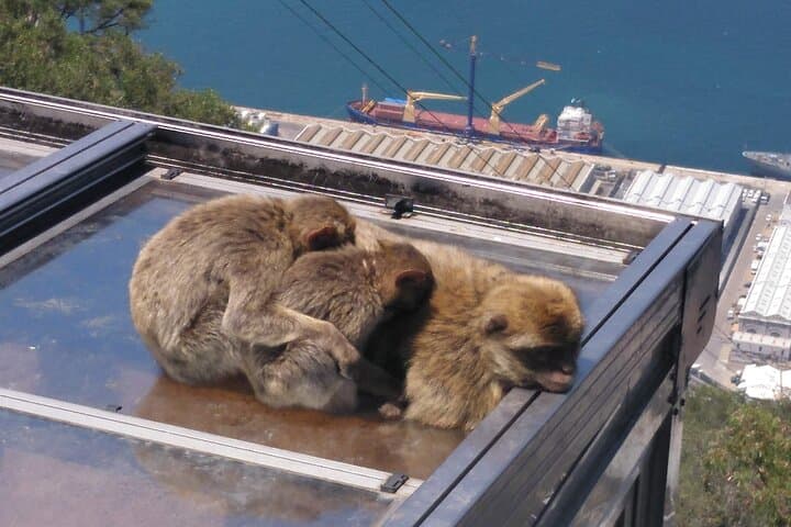 Private Gibraltar Rock Tour: Monkeys, Caves & Skywalk from Cádiz photo 4