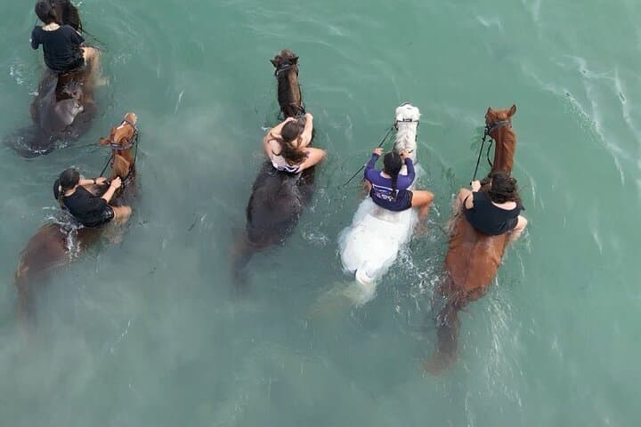 Antigua Horse Ride and Swim — Beach Horseback Adventure at SpringHill Stables photo 2