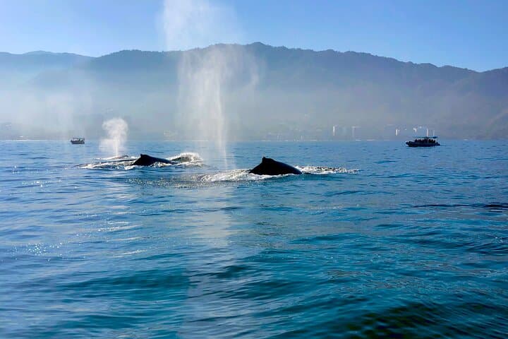 Whale Watching and Los Arcos: Puerto Vallarta 5-Island Boat Adventure photo 5