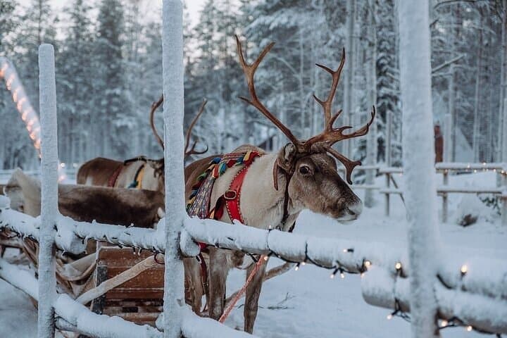 Cross the Arctic Circle: Santa Claus Village & Reindeer Experience in Rovaniemi photo 2