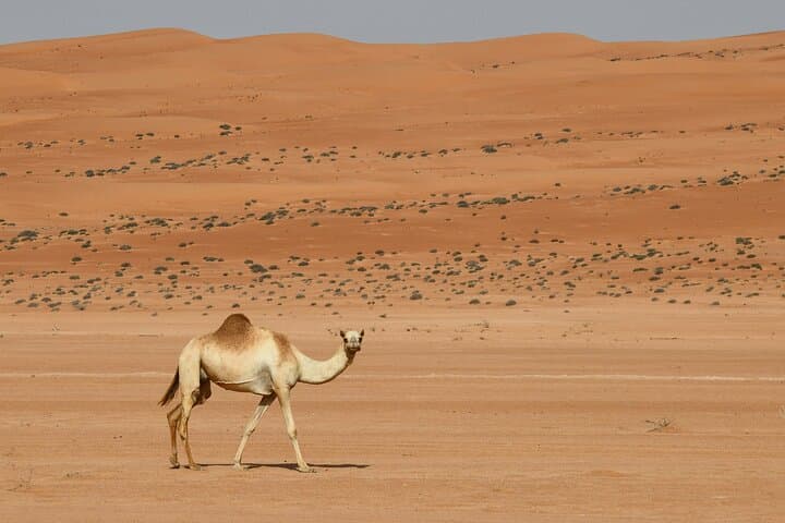 Full-Day Wadi Bani Khalid and Wahiba Sands Adventure from Muscat photo 5