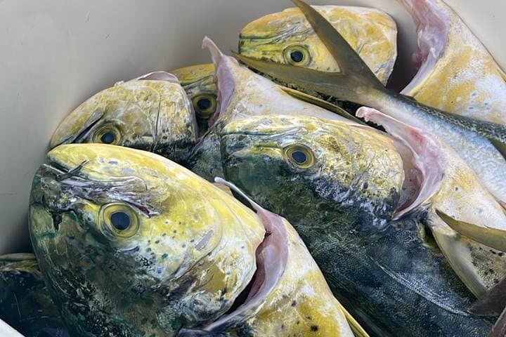 Sint Maarten Fishing on a Bertram 35: Mahi, Wahoo & Tuna photo 5