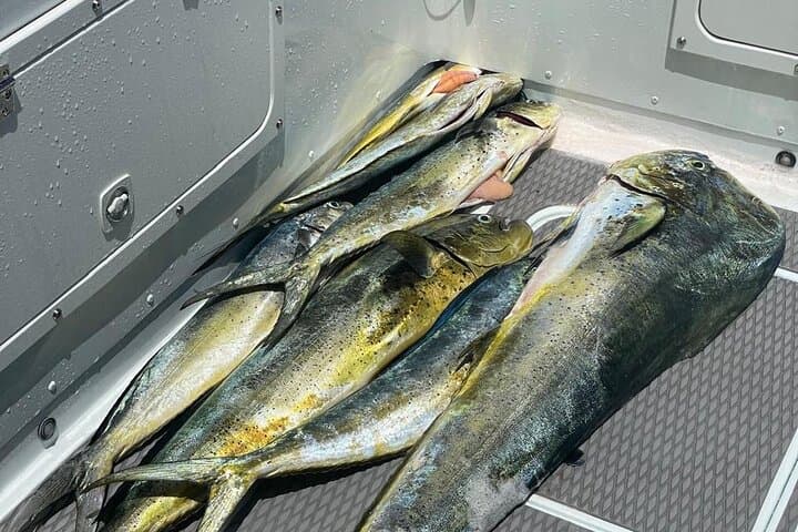 Sint Maarten Fishing on a Bertram 35: Mahi, Wahoo & Tuna photo 6