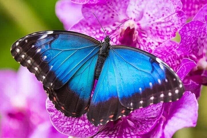 Private 5-Hour Butchart and Butterfly Gardens Tour — Victoria Floral & Tropical Experience photo 4