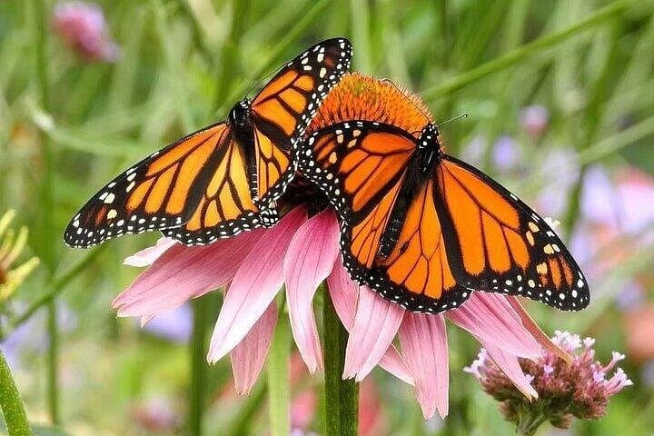 Private 5-Hour Butchart and Butterfly Gardens Tour — Victoria Floral & Tropical Experience photo 3