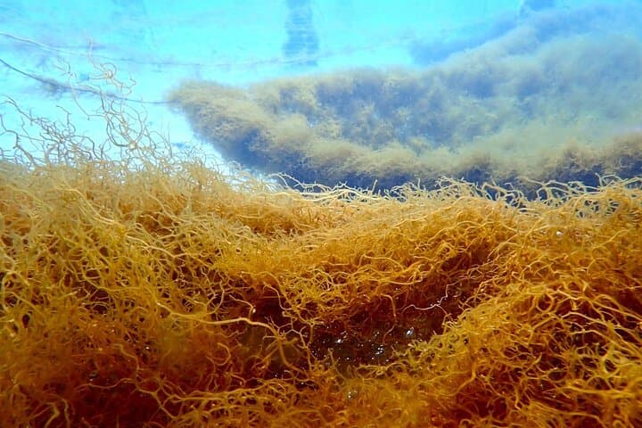 Harvest Mozuku on Ishigaki Island: Hands-On Seaweed Foraging Experience photo 2