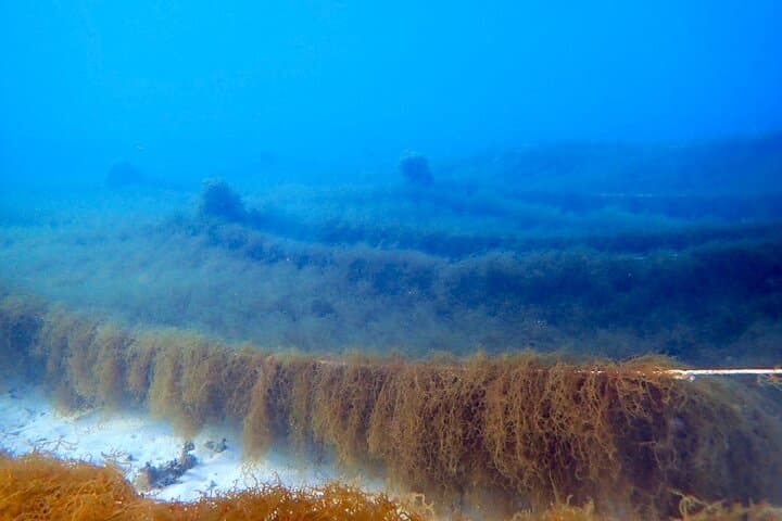 Harvest Mozuku on Ishigaki Island: Hands-On Seaweed Foraging Experience photo 3