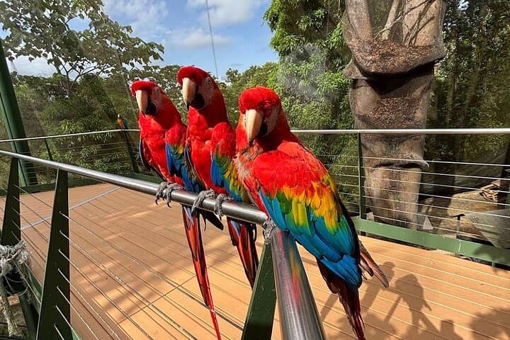 La Marquesa Cable Car & Bird Sanctuary Tour from San Juan photo 3