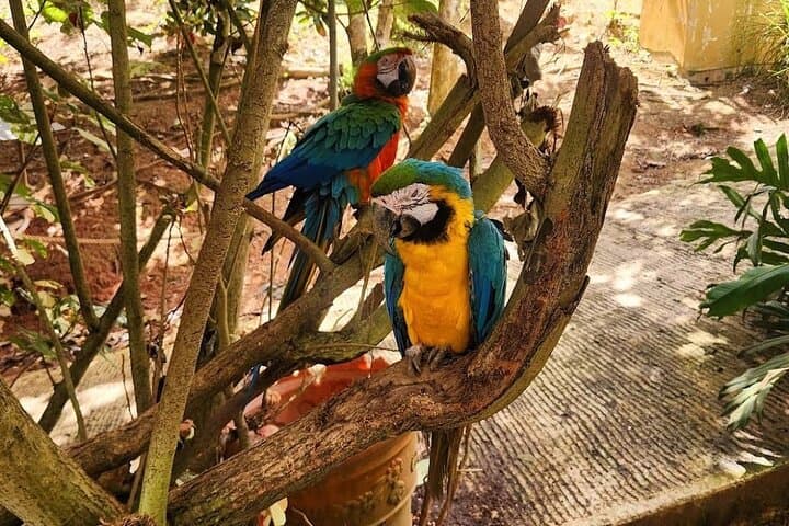 La Marquesa Cable Car & Bird Sanctuary Tour from San Juan photo 2