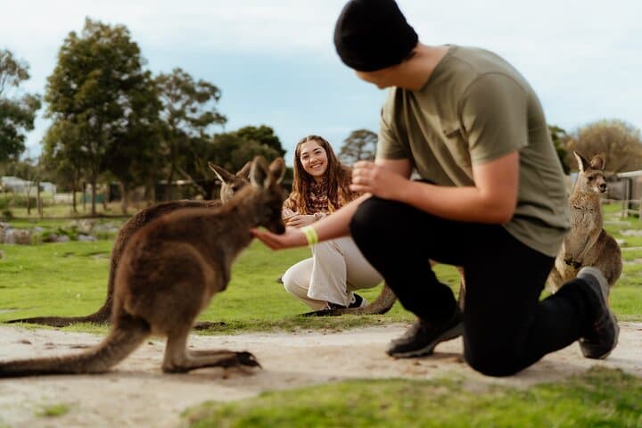 Puffing Billy to Penguin Parade: Dandenong Ranges and Phillip Island Day Tour photo 6