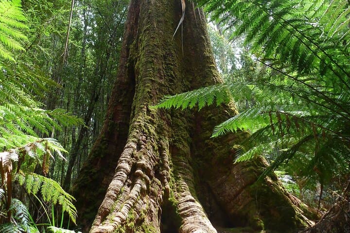 Hobart Waterfalls, Wilderness & Wildlife Day Tour — Mt Field to kunanyi photo 6