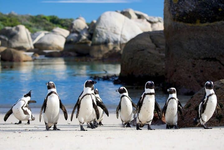 Cape Peninsula Full-Day: Cape Point, Seals, Penguins & Ostrich Farm Tour photo 5
