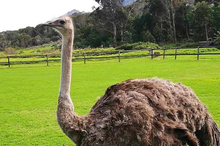 Cape Peninsula Full-Day: Cape Point, Seals, Penguins & Ostrich Farm Tour photo 3