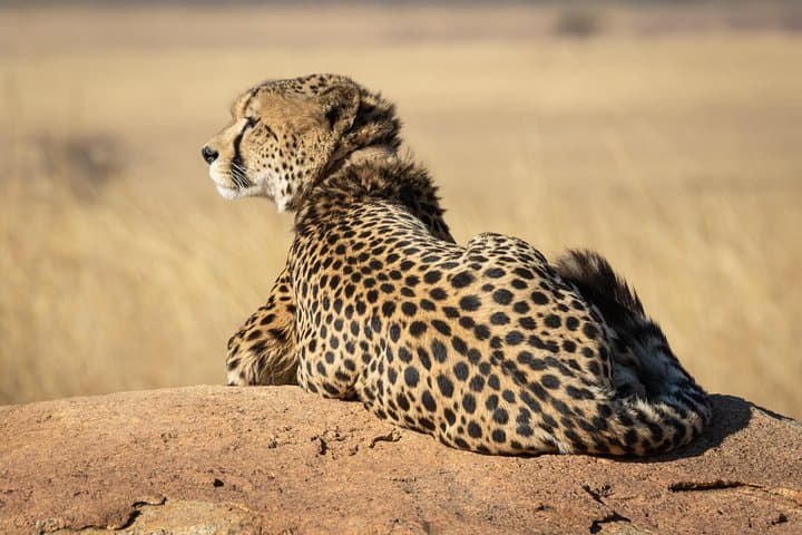 Luxury Private 2-Day Tsavo East Safari from Mombasa or Diani