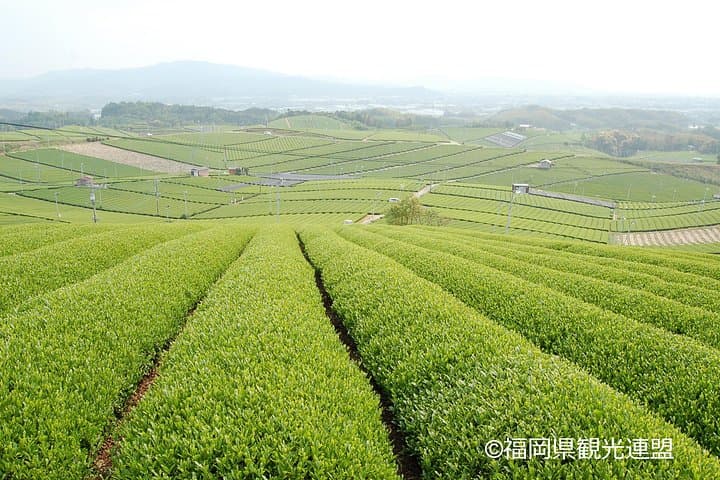 Yame Tea and Sake Day Tour from Fukuoka: Matcha Grinding, Cha Soba & Brewery Visit photo 2