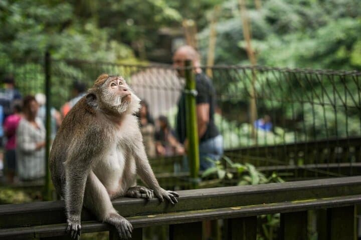 Ubud Purification Ritual and Instagram Highlights Tour photo 4
