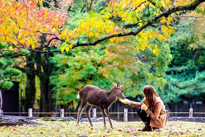 Nara Deer Park, Uji Matcha & Hot Spring Day Tour from Osaka — Feed Deer, Taste Matcha, Soak in an Onsen photo 4