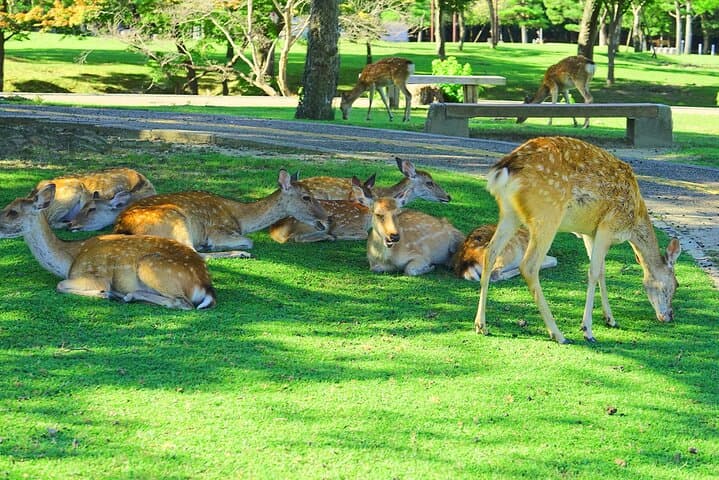 Nara Deer Park, Uji Matcha & Hot Spring Day Tour from Osaka — Feed Deer, Taste Matcha, Soak in an Onsen photo 5