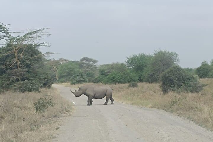 Luxury 4-Day Lake Nakuru and Masai Mara Safari: Birds, Big Cats, and Rift Valley Views