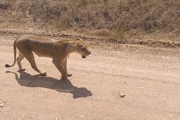 Luxury 4-Day Lake Nakuru and Masai Mara Safari: Birds, Big Cats, and Rift Valley Views photo 2