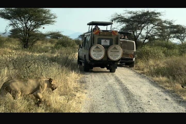 Luxury 4-Day Lake Nakuru and Masai Mara Safari: Birds, Big Cats, and Rift Valley Views photo 3