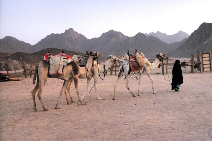 Marsa Alam Super Safari: ATV Dunes, Sunset Camel Ride & Bedouin Dinner photo 6