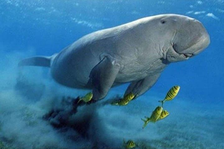 Abu Dabbab Dugong Bay Snorkeling Tour — Marsa Alam Red Sea photo 3