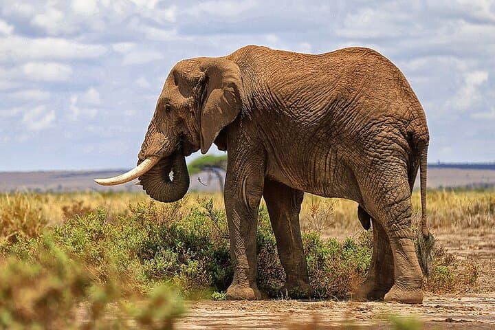 3-Day Amboseli Safari: Elephants, Kilimanjaro Views & Guided Game Drives from Nairobi photo 1