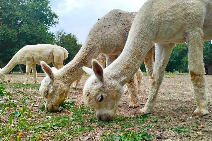 Shamakhi Alpaca & Meysari Winery Day Tour — Alpacas, Organic Wine and Mountain Vistas