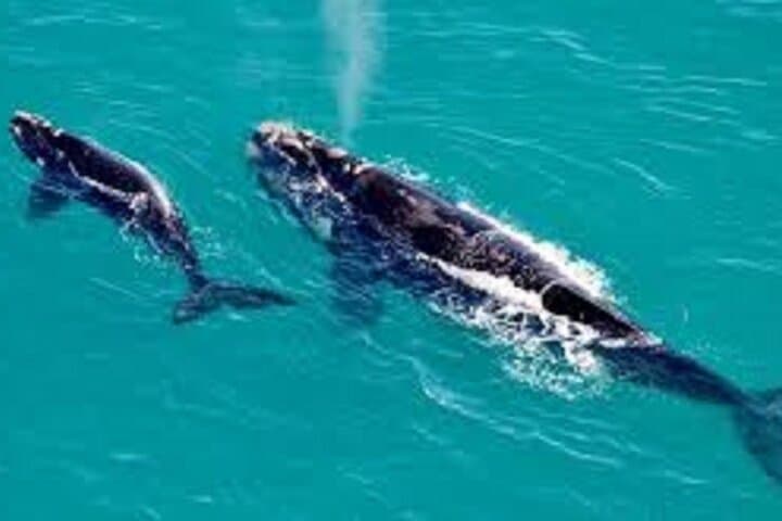 Hermanus Whale Watching: Boat Tour to See Southern Right Whales