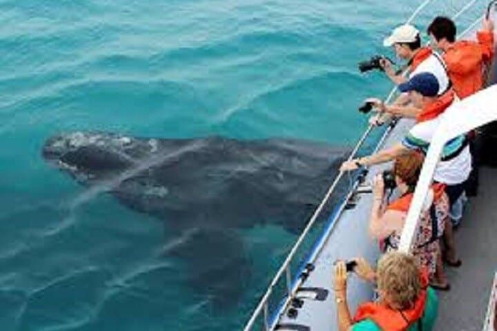 Hermanus Whale Watching: Boat Tour to See Southern Right Whales photo 2