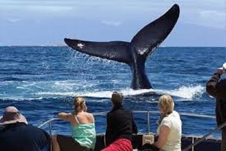 Hermanus Whale Watching: Boat Tour to See Southern Right Whales photo 3