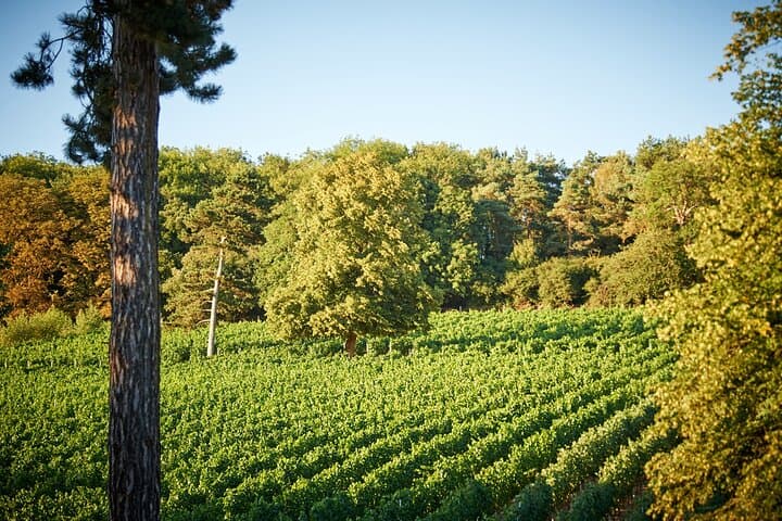 Chilterns Blue Line: Boutique Vineyard Wine Tour from Amersham photo 2