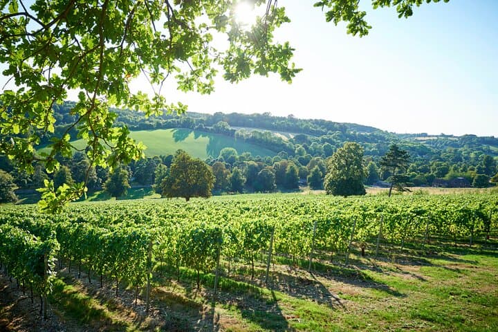 Chilterns Blue Line: Boutique Vineyard Wine Tour from Amersham photo 4