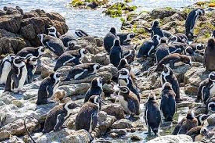 Hermanus Whale Watching: Boat Tour to See Southern Right Whales photo 4