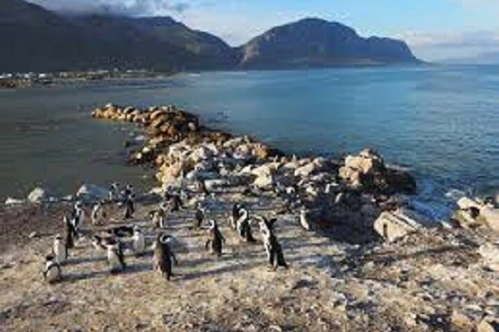 Hermanus Whale Watching: Boat Tour to See Southern Right Whales photo 5