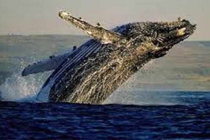 Hermanus Whale Watching: Boat Tour to See Southern Right Whales photo 6