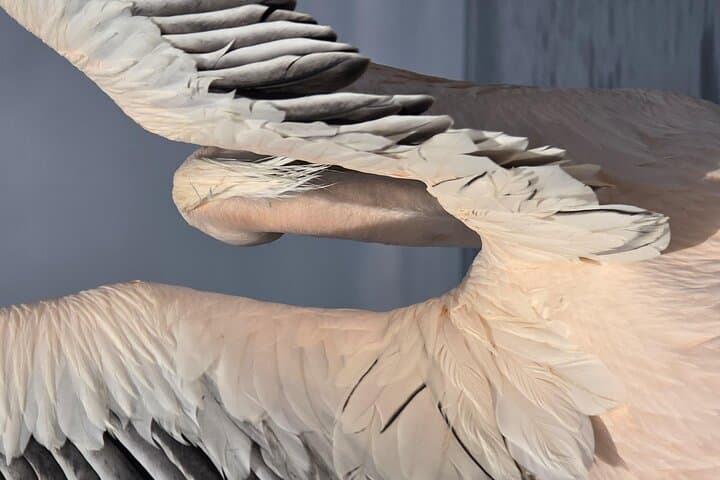 Sandwich Harbour 4x4 & Pelican Point Wildlife Tours from Walvis Bay photo 4