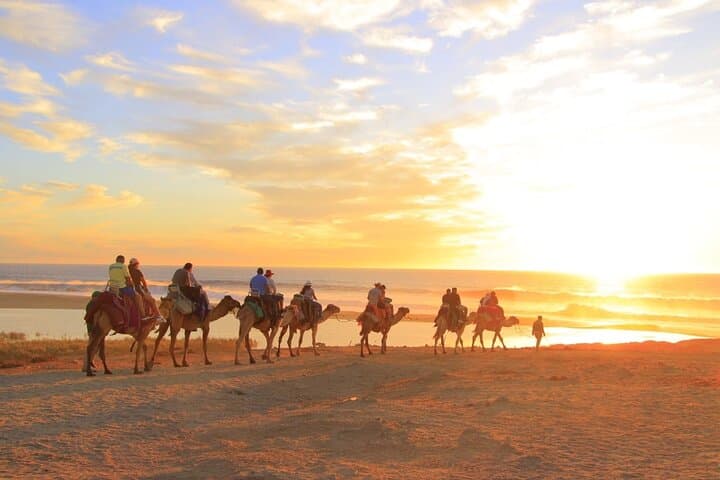 Camel Ride Adventure on Los Cabos Beach — Safari & Tequila Tasting photo 2