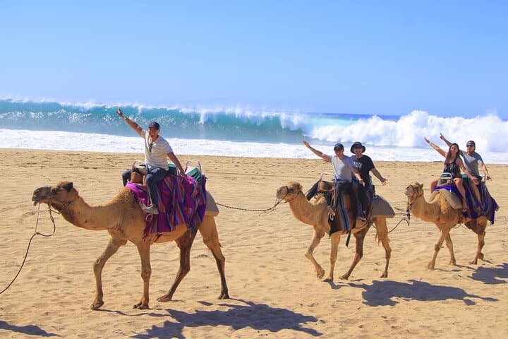 Camel Ride in Los Cabos: Desert-to-Beach Safari with Tequila Tasting