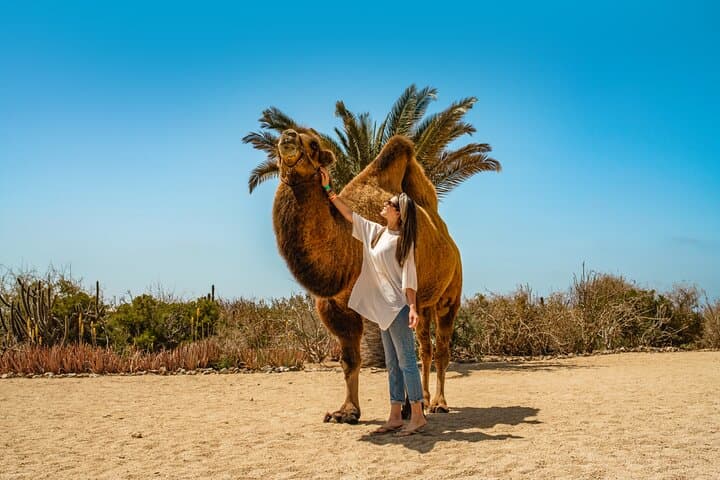 Camel Ride in Los Cabos: Desert-to-Beach Safari with Tequila Tasting photo 3