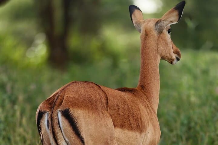 Family-Friendly 3-Day Safari: Tarangire, Ngorongoro & Lake Manyara photo 5