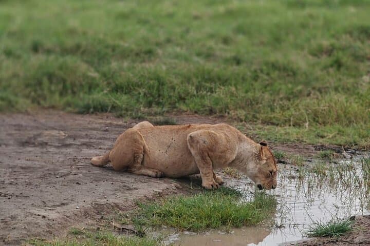 Family-Friendly 3-Day Safari: Tarangire, Ngorongoro & Lake Manyara photo 6