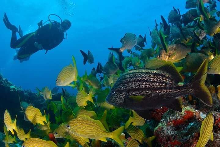 Scuba Diving Around the Riviera Maya Reefs from Puerto Aventuras