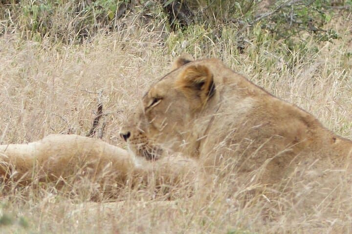3-Day Kruger Luxury Safari from Johannesburg — Big Five at Radisson Hoedspruit photo 6
