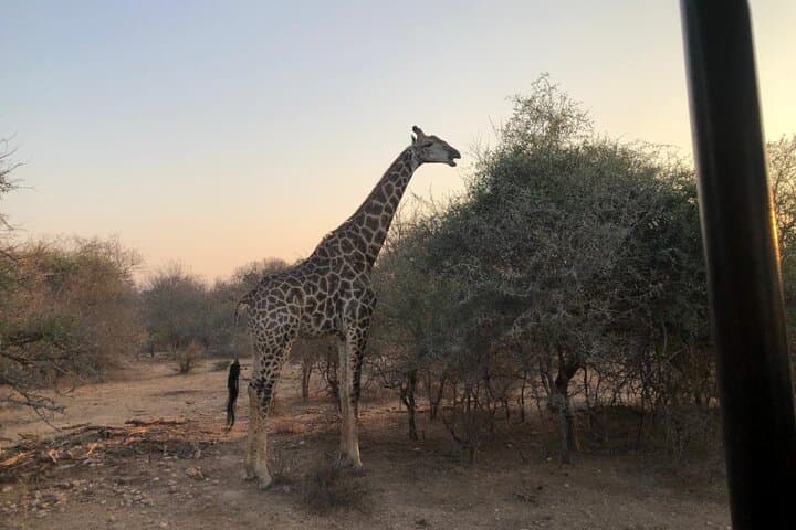 3-Day Kruger Luxury Safari from Johannesburg — Big Five at Radisson Hoedspruit photo 3