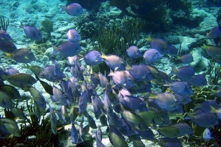 Mayan Adventure: Snorkel Yal-Kú Cove, Open Cenote & Underground River in the Riviera Maya photo 4