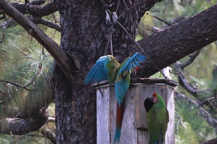 Macaw Sanctuary Observation Near Puerto Vallarta — Wild Guacamayas in the Sierra